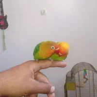 طوطی برزیلی فول رام|پرنده|سنندج, |دیوار