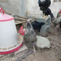 فروش مرغ و خروش و جوجه نیمچه