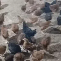 جوجه گلپایگانی محلی