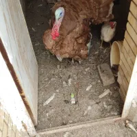 بوقلمون نر برنز