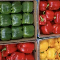 فروش فوری یک قطعه زمین با کاربری گلخانه