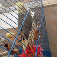 عروس هلندی
