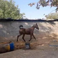 کره مادیون دره شور