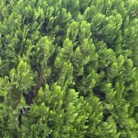 فروش سرو خمرهای ، درختچههای زینتی|گل و گیاه طبیعی|سرخرود, |دیوار