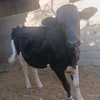 گوساله هلشتاین ماده