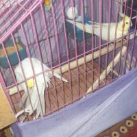 یک جفت عروس هلندی نروماده بالغ باجوجه کپشن بخونید