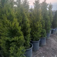 لاوسون|گل و گیاه طبیعی|تهران, مشیریه|دیوار