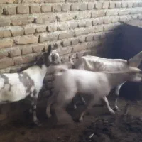 بز صلاله اهویی|حیوانات مزرعه|نوشین شهر, |دیوار