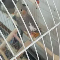 عروس هلندی ماده