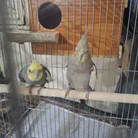 عروس هلندی مولد و سخنگو