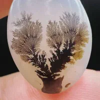 تعداد۳۰۰شجر|جواهرات|تهران, اختیاریه|دیوار