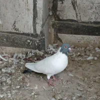 دورح و طوقی