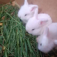 بچه خرگوش لوپ چشم ابی
