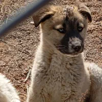 توله سگ|سگ|معصومیه, |دیوار