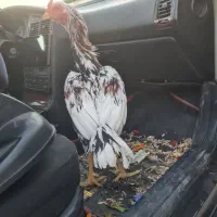 خروس لاری نسل