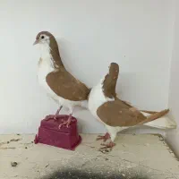 کبوتر|پرنده|تبریز, |دیوار