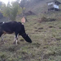 گاو شیر ده|حیوانات مزرعه|تالش, هشتپر|دیوار