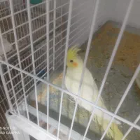 عروس هلندی لوتینو|پرنده|زاهدان, |دیوار