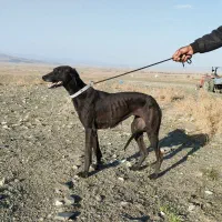 تازی شکاری اصل