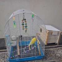 طوطی برزیلی جفت|پرنده|کرج, حصار|دیوار