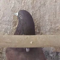 یک جفت قرمزی اصیل ضمانت سو و پرش