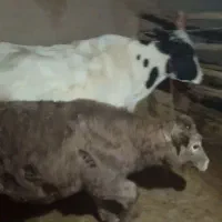 گاو|حیوانات مزرعه|بیجار, |دیوار