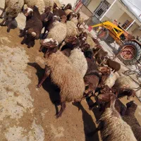 40عددمیش و بره نژاد مهربان