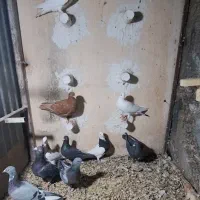 کبوتر|پرنده|مرودشت, ژیان|دیوار