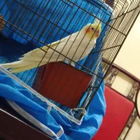 عروس هلندی.  معاوضه