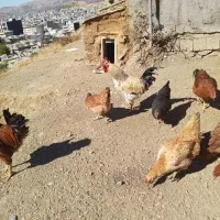 مرغ خروس|حیوانات مزرعه|بانه, |دیوار