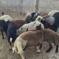 گوسفند نر