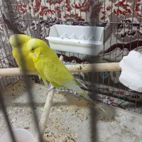 جفت مرغ عشق انگلیسی|پرنده|نسیمشهر, |دیوار