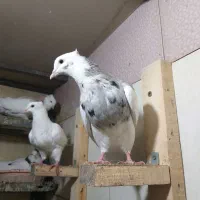 کبوتر طوقی الماسی، آجری|پرنده|وحیدیه, |دیوار