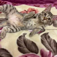 واگذاری گربه تبی|گربه|بندر انزلی, پاسداران|دیوار