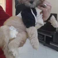 توله سگ شیتزو تریر