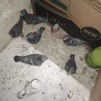 معاوضه با عروس ، هلندی ، طوقی، مرغ عشق ،کبوتر|پرنده|دوگنبدان, |دیوار