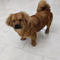 فروش سگ خانگی|سگ|فردیس, شهرک ناز|دیوار