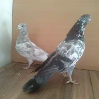 جوجه مفلق خارجی از پدر و مادرهای  پرشی|پرنده|تهران, والفجر (افسریه)|دیوار