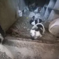 خرگوش|موش و خرگوش|نورآباد, |دیوار