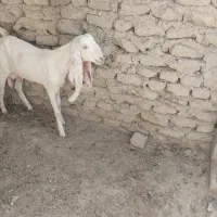 بزاری پاکستانی