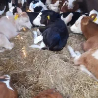 بزرگترین مجموعه سیمنتال برای عزیزان پرواربند|حیوانات مزرعه|کرمان, |دیوار