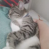 گمشده|گربه|گرگان, |دیوار