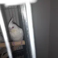 جوجه عروس