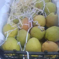 گلابی دریگزی
