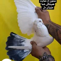 فروشی دو عدد نر|پرنده|نوشین شهر, |دیوار