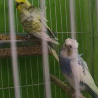 یک جفت ‌پروانه ای  نر رینبو ماده رنگین کمانی فول