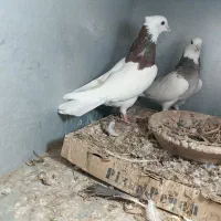 دو جفت طوقی سالم و سرحال جوون