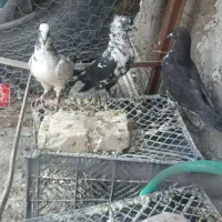 کبوتر تهرانی و کرمانی|پرنده|خاش, |دیوار