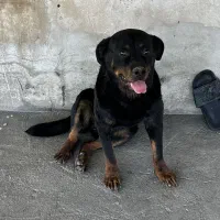 سگ روتوایلر