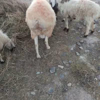 میش|حیوانات مزرعه|قهستان, |دیوار
